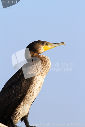 Image of side view of a great cormorant