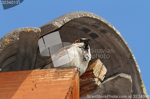 Image of male house sparrow defending his nest