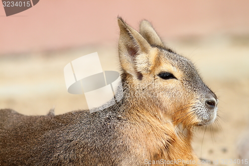 Image of patagonian mara portrait