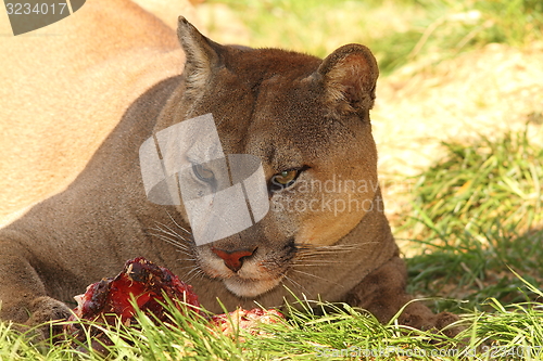 Image of cougar eating meat