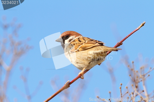 Image of perched male house sparrow