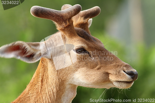 Image of portrait of young fallow deer stag