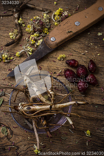 Image of  root of healing herbs