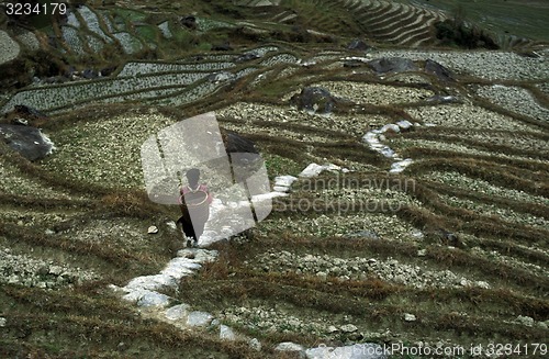 Image of ASIA CHINA  GUANGXI LONGSHENG 