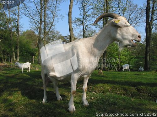 Image of Goats