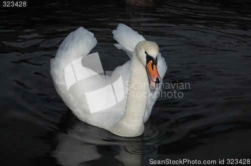 Image of Swan 04.12.2007