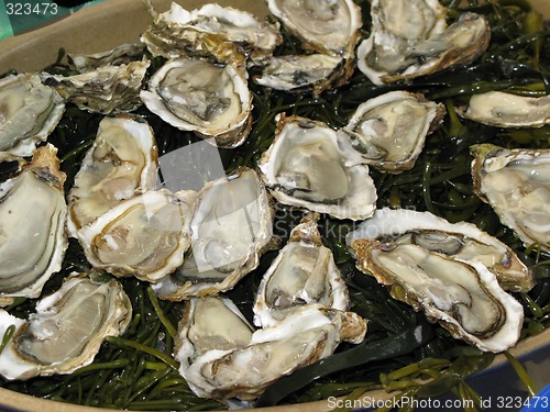 Image of Oysters