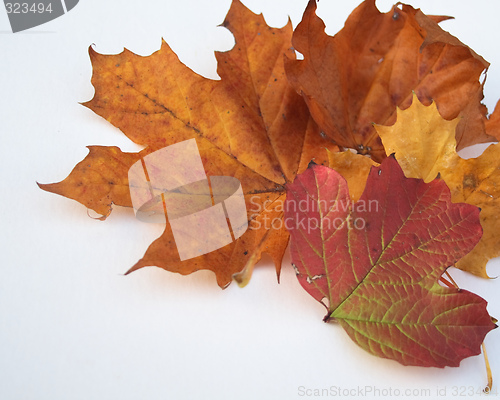 Image of autumn leaves