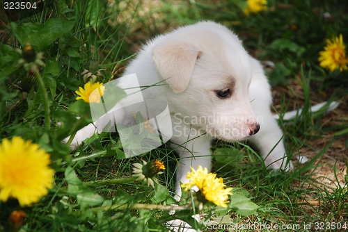 Image of Puppy in the grass.