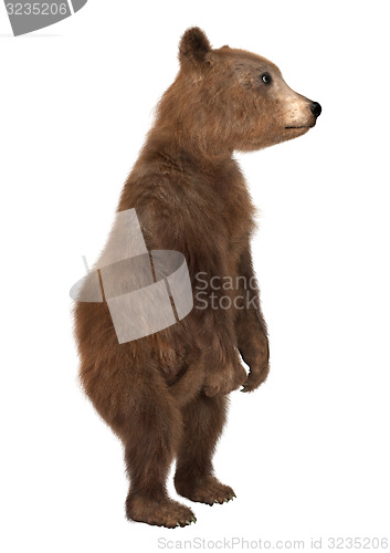 Image of Brown Bear Cub