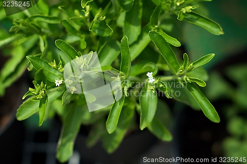 Image of looking down at stevia plant in bloom