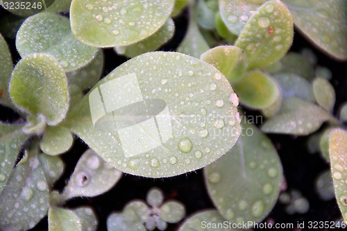 Image of sacred jasmine aztec tobacco seedlings after rain