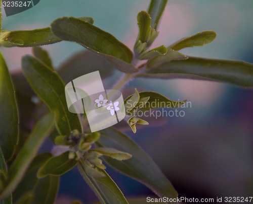 Image of stevia plant in blossoming