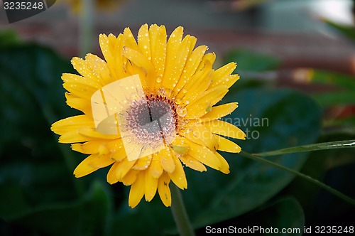 Image of wet gerbera flower in shade