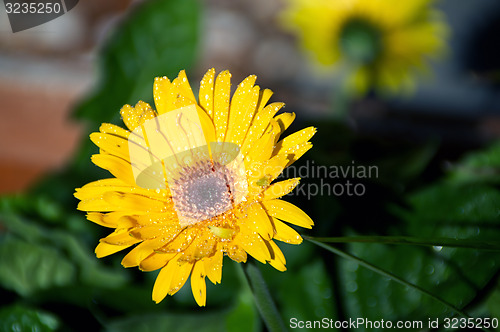 Image of wet gerbera flower in sunshine