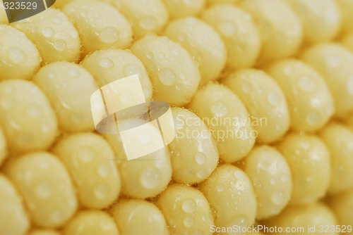 Image of Fresh corn