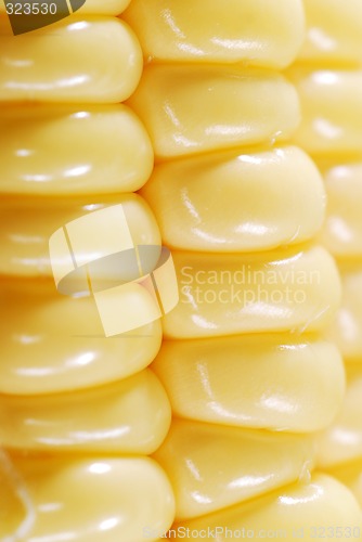 Image of Corn closeup3