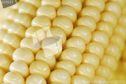 Image of Corn closeup