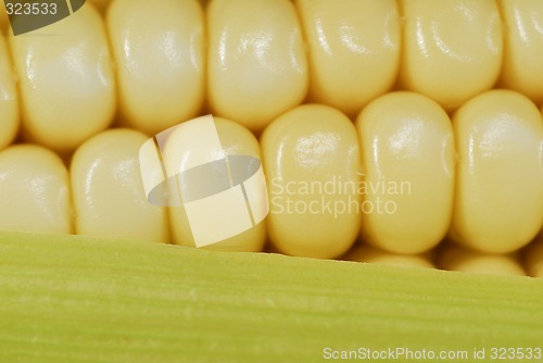 Image of Corn in cob