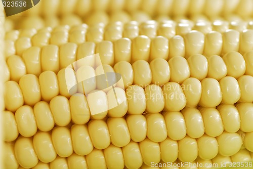 Image of Corn background