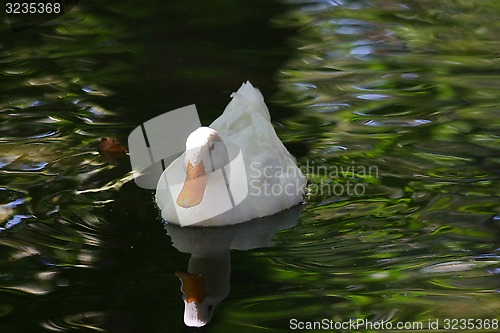 Image of Floating swan