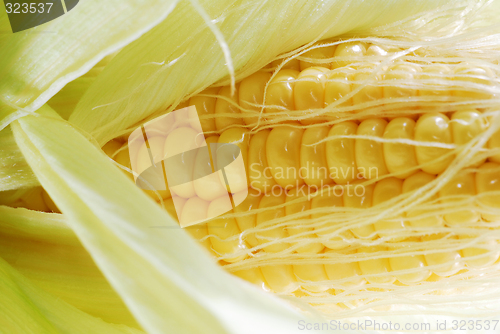 Image of Fresh corn in cob