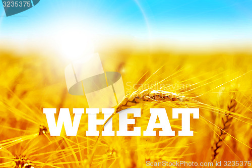 Image of Wheat field