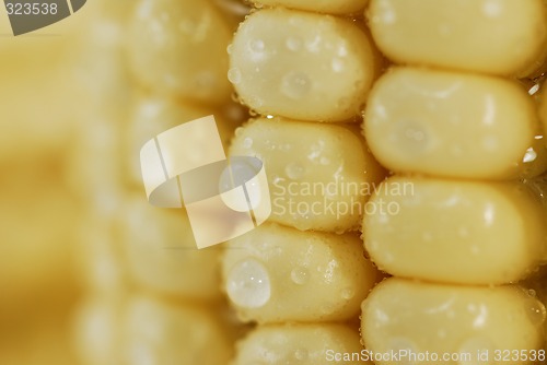 Image of Fresh corn