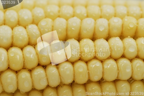 Image of Fresh corn with waterdrops