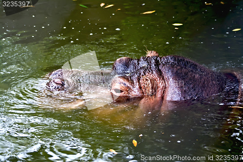 Image of Hippopotamus in water