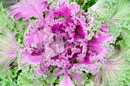 Image of Cabbage decorative with water drop