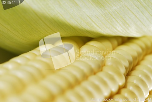 Image of Corn