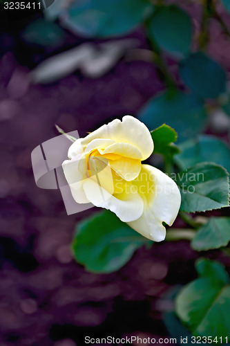 Image of Rose yellow