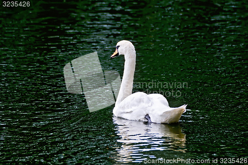 Image of Swan white in green water