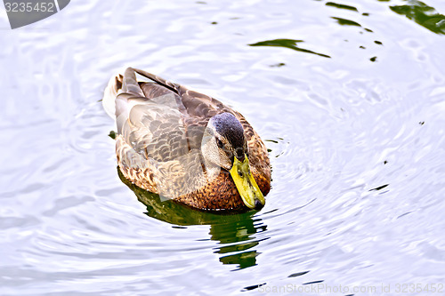 Image of Duck wild in the pond water