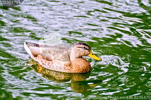 Image of Duck wild in green water pond