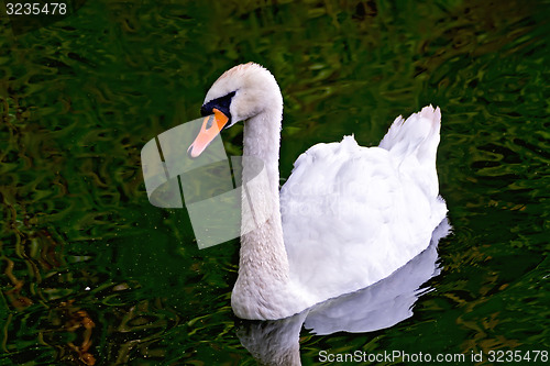 Image of Swan white in the pond