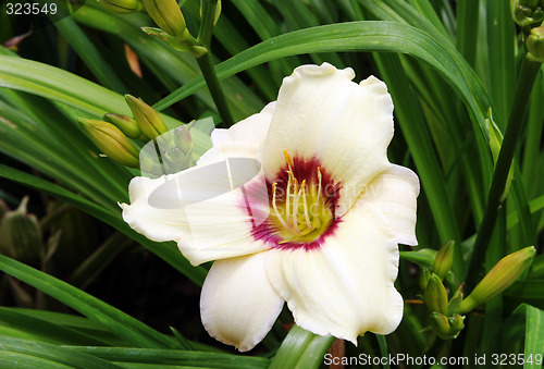 Image of Flower