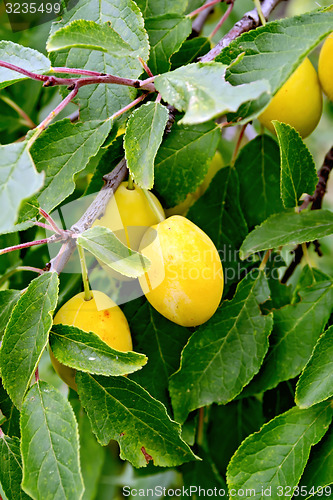 Image of Plums yellow on tree branch