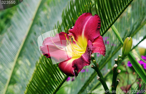 Image of Red flower
