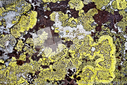 Image of Mold yellow and brown on stone