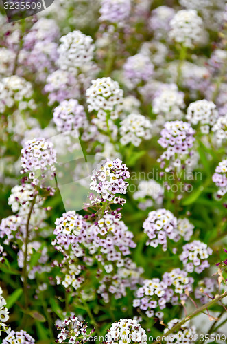 Image of Alyssum white and lilac
