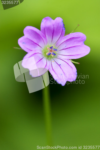 Image of pink geranium