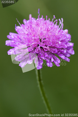 Image of violet flower dispsacacea