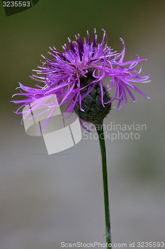Image of centaurea scabiosa  composite violet flower