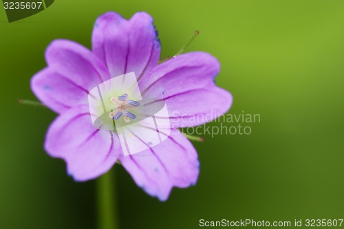 Image of pink geranium dissectum 