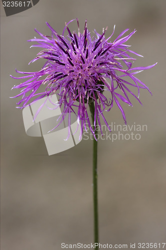 Image of centaurea scabiosa jacea