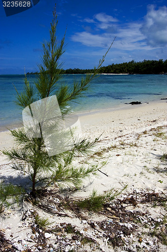Image of  bush in ile du cerfs 