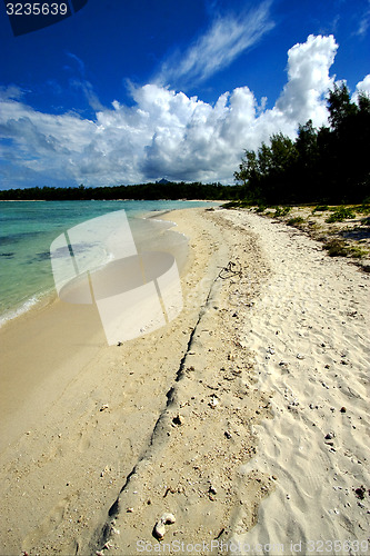Image of  tree in ile du cerfs mauritius