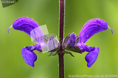 Image of violet  glechoma hederacea labiate 